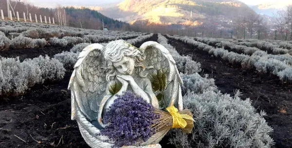 Restaurant nuntă Bacău – Hanul Cu Lavanda